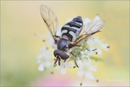 <p>PESTŘENKA Didea alneti ---- /Hoverfly Didea alneti/</p>